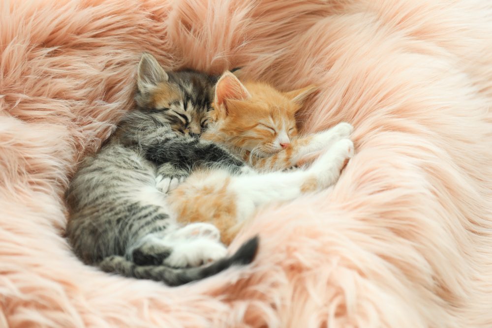 Two kittens cuddling together on a pink faux fur blanket.