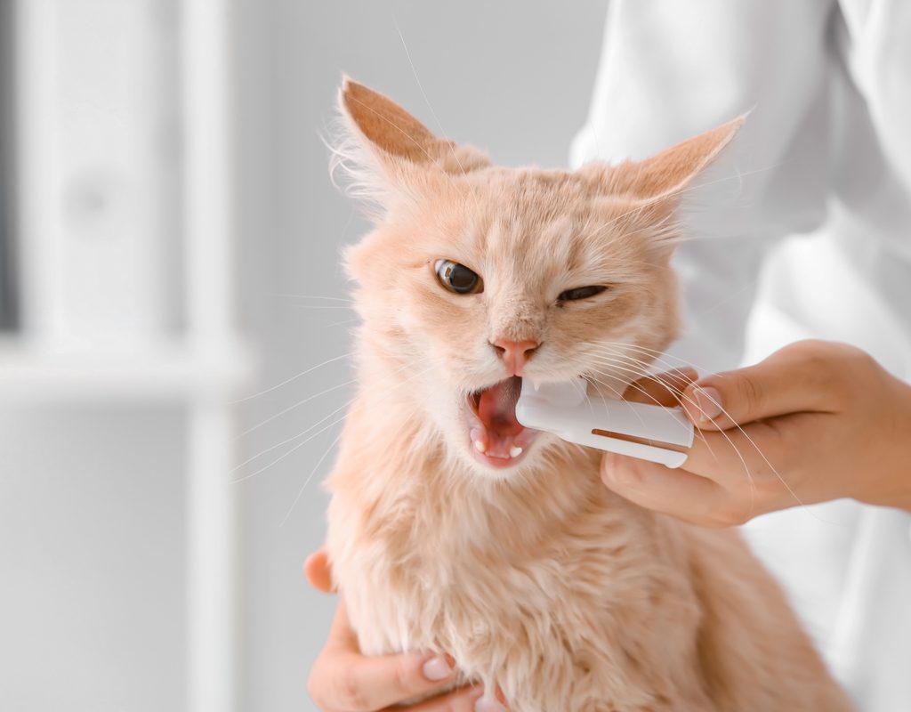A vet brushing a cat's teeth with a finger brush