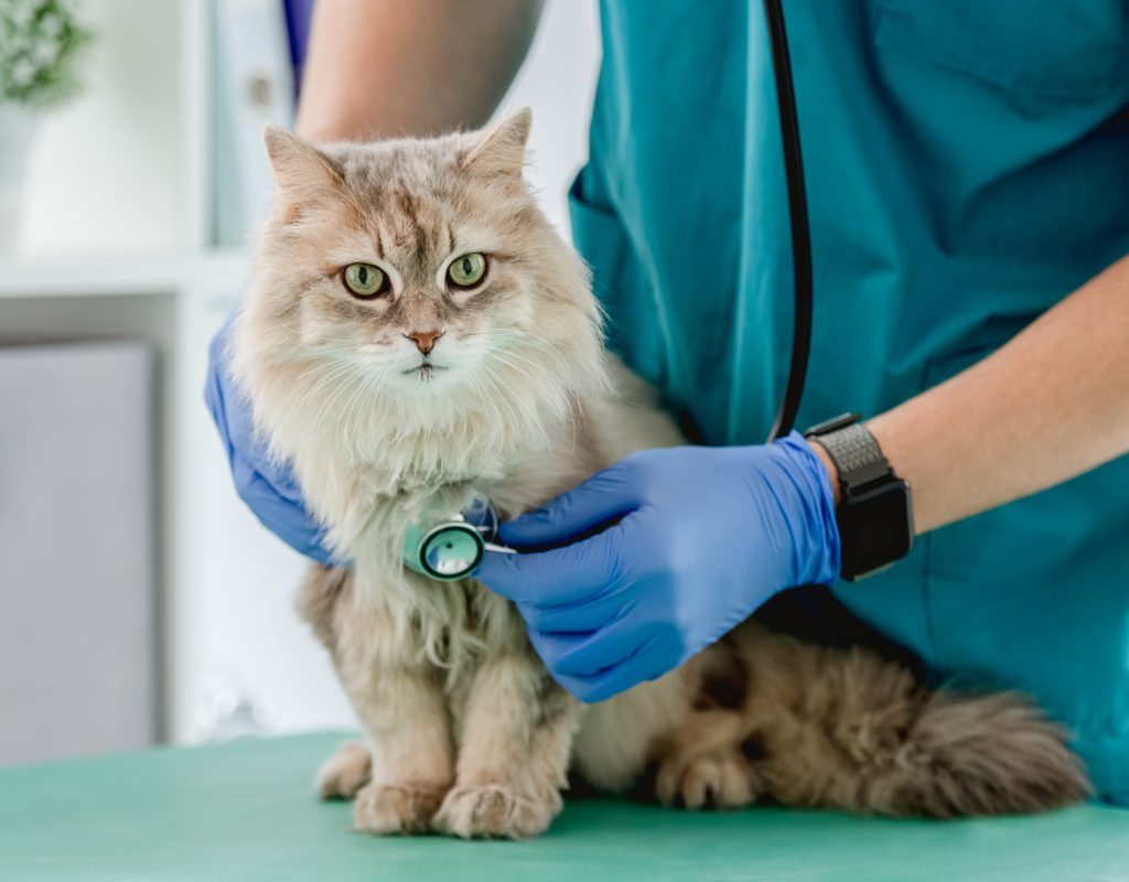 Vet listening to a longhaired cat's heart