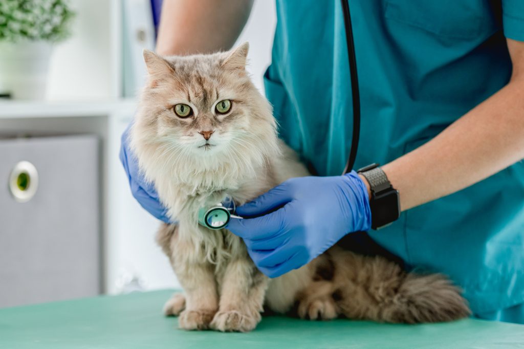 Vet listening to a longhaired cat's heart