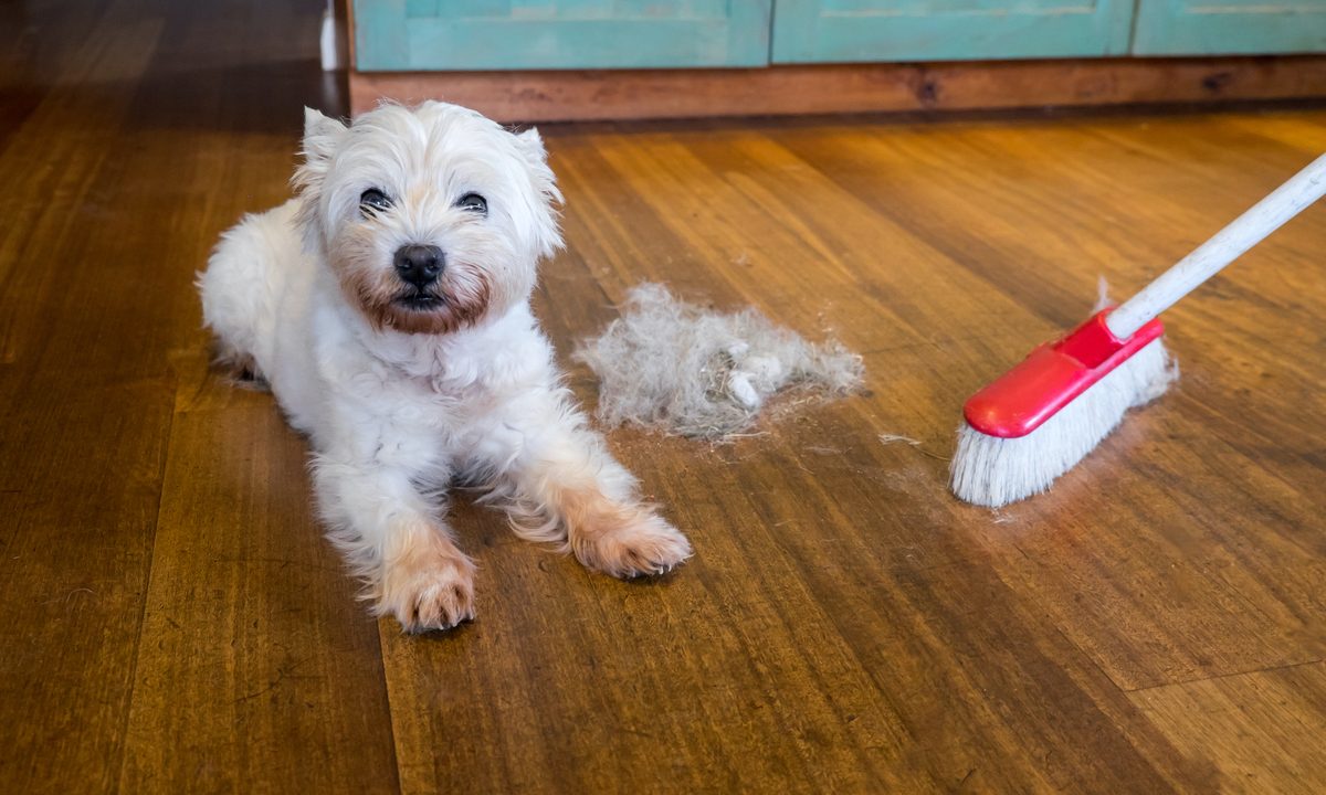 A small white dog sits on the hardwood floor next to a broom and a pile of hair