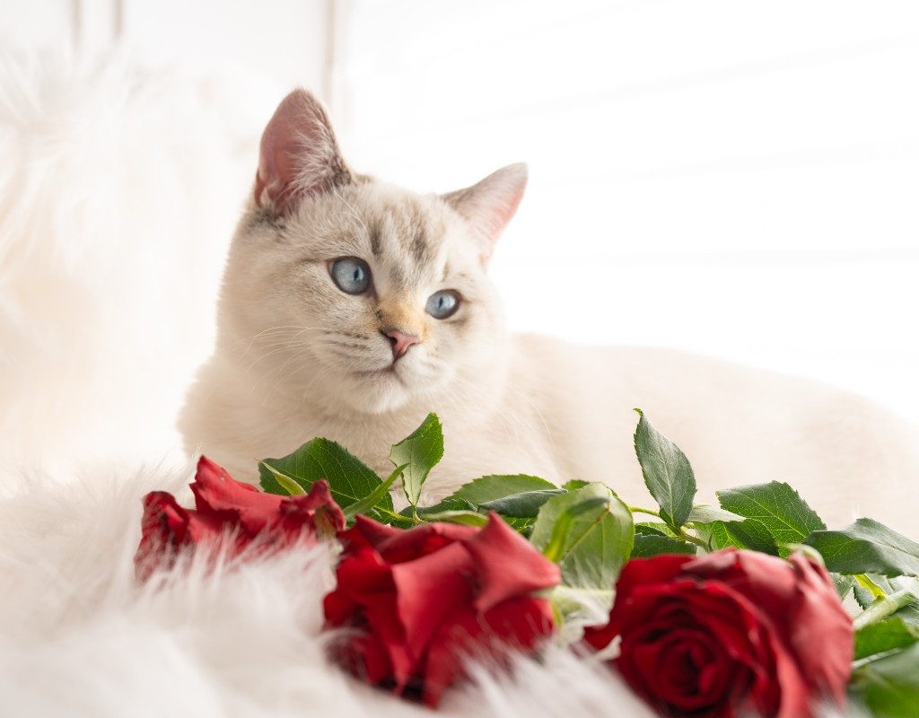 a white cat on a white blanket with roses