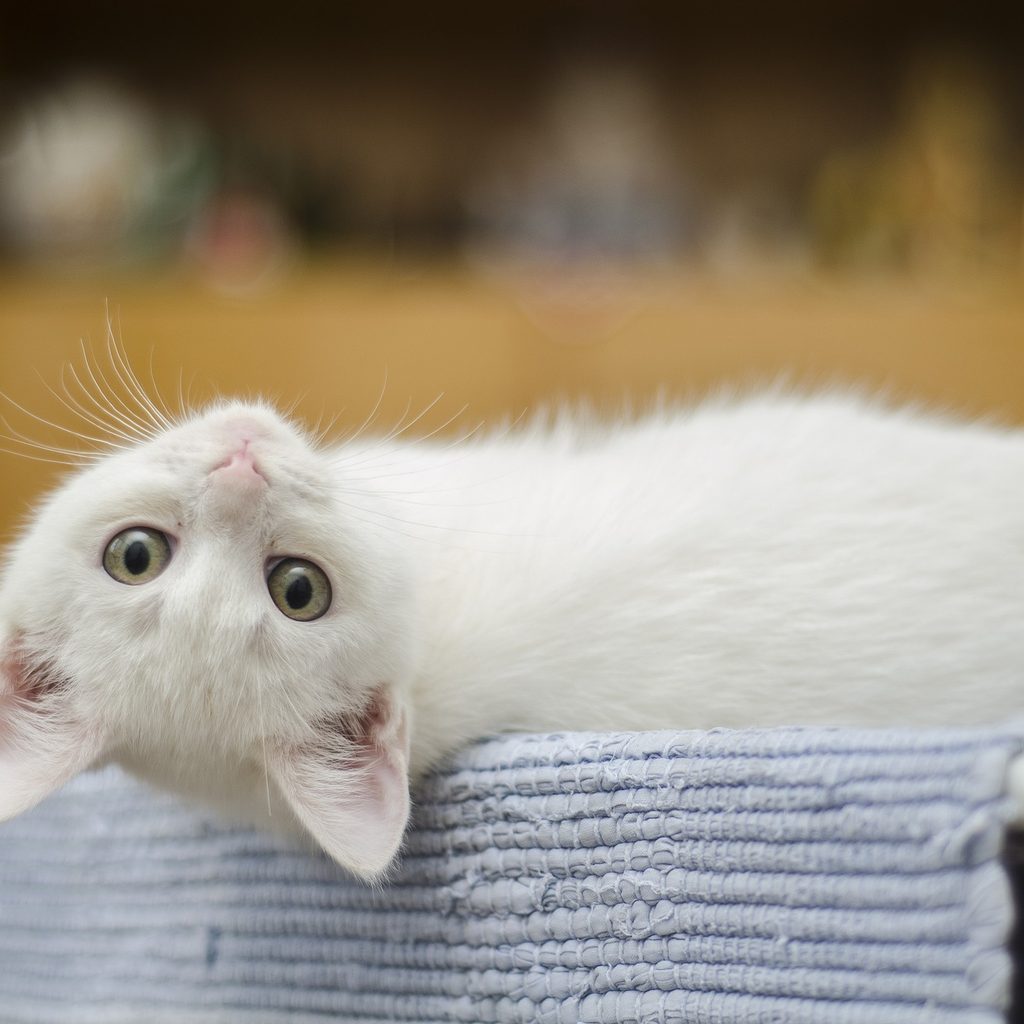 White kitten looking backwards while lying on a table