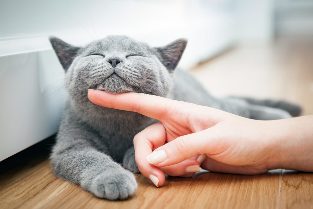 Closeup of a woman's hand stroking a gray British Shorthair kitten's chin.