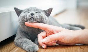 Closeup of a woman's hand stroking a gray British Shorthair kitten's chin.