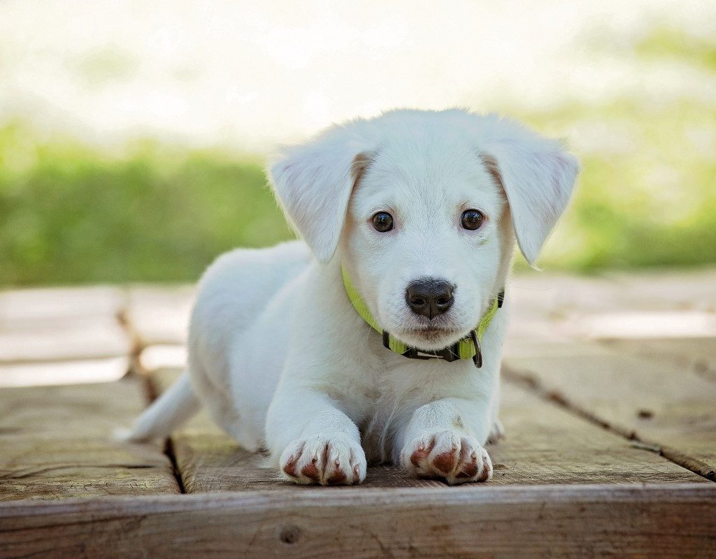 a yellow lab puppy on a wooden deck