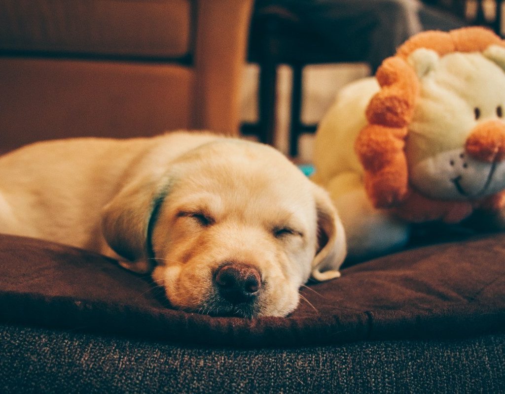 a yellow lab puppy in a dog bed