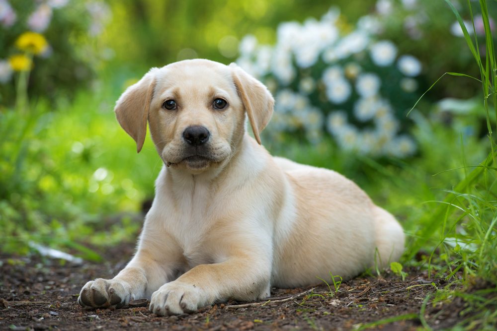 A yellow Lab puppy lying in the dirt.