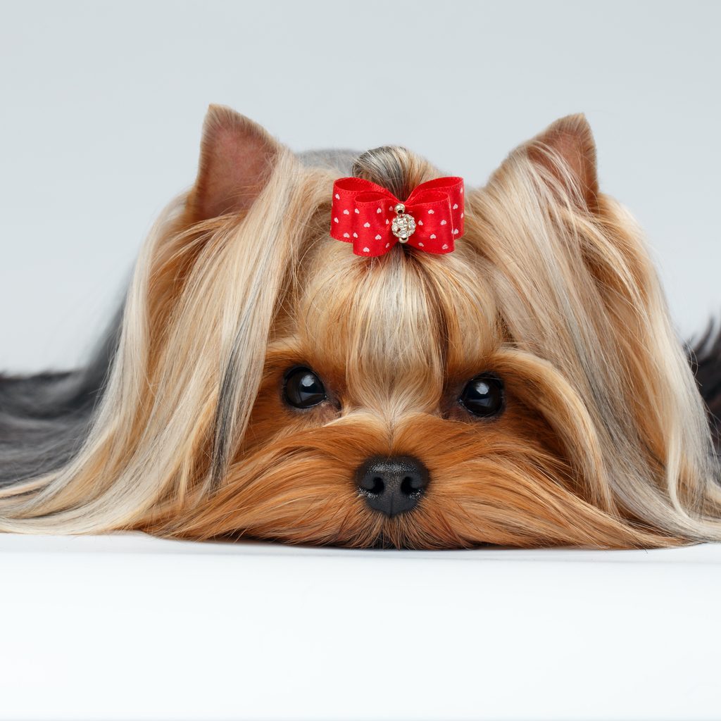 A portrait of a yorkie wearing a red bow