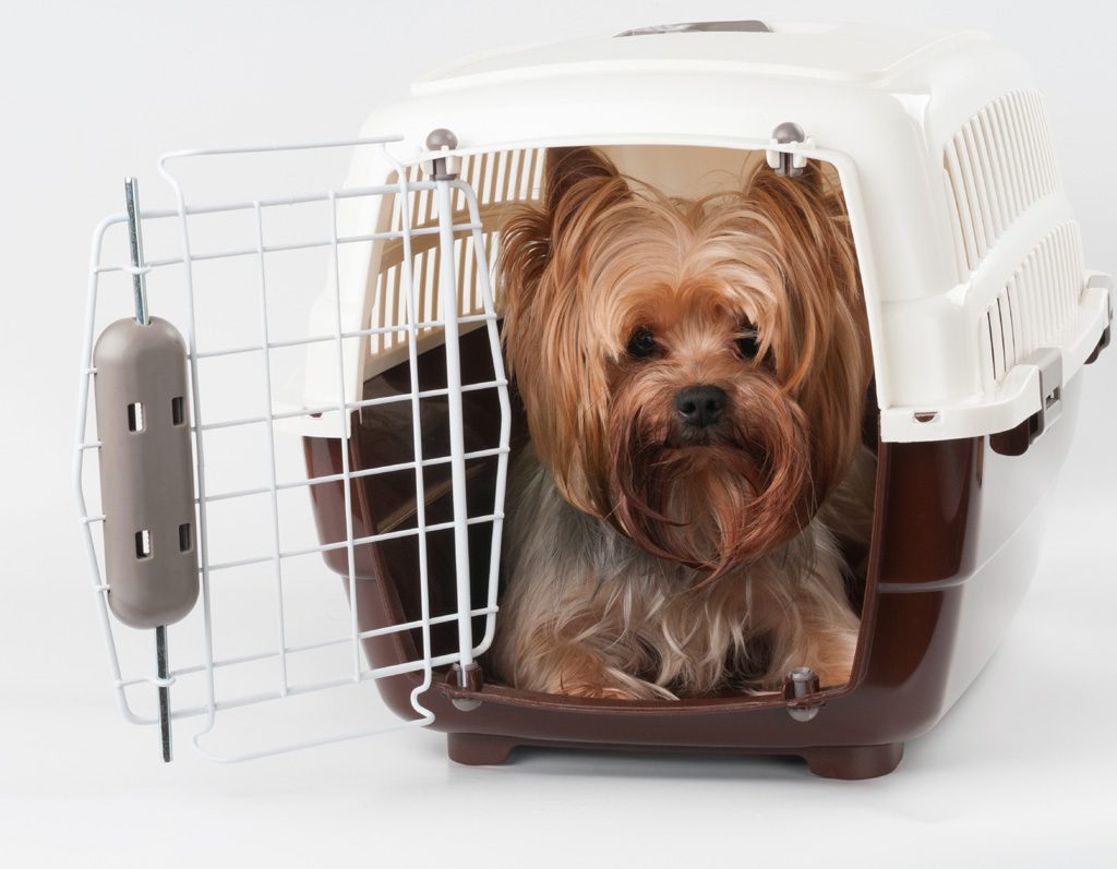 Yorkshire terrier in small carrier.