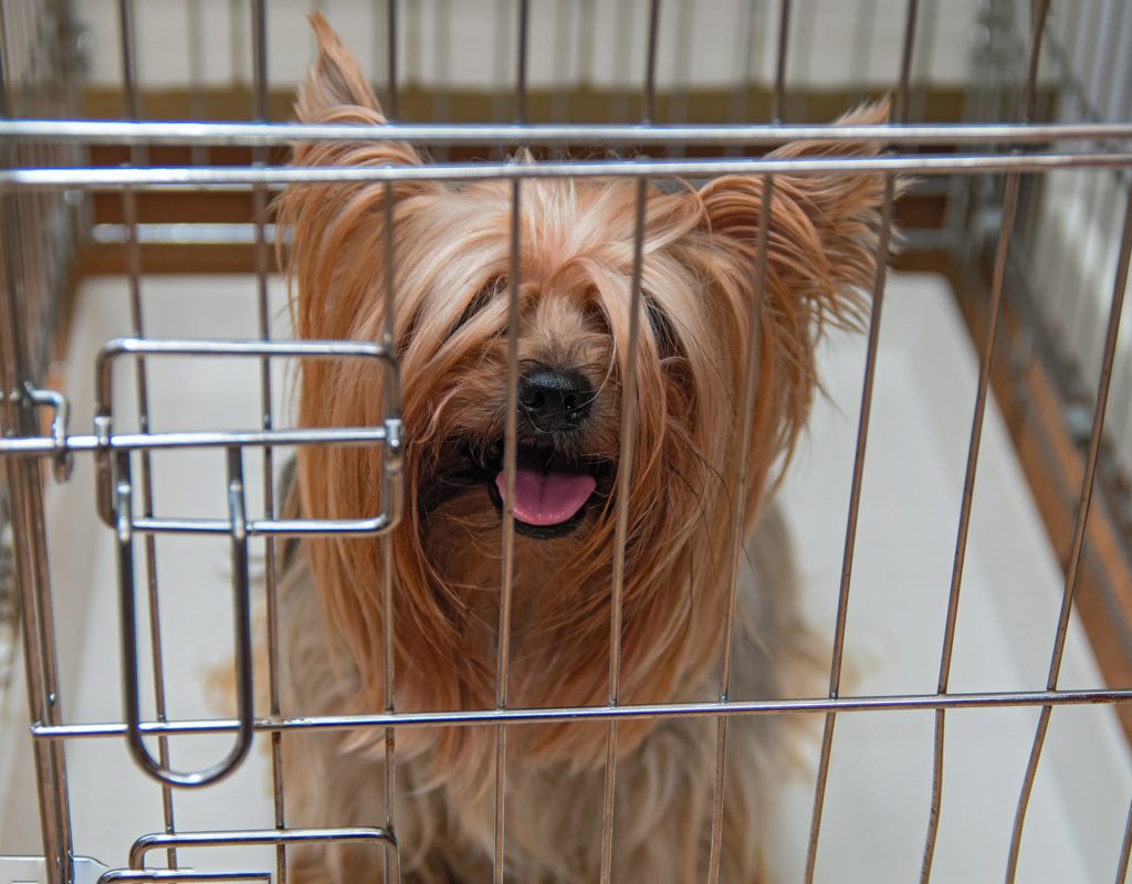 Yorkshire terrier in wire crate.
