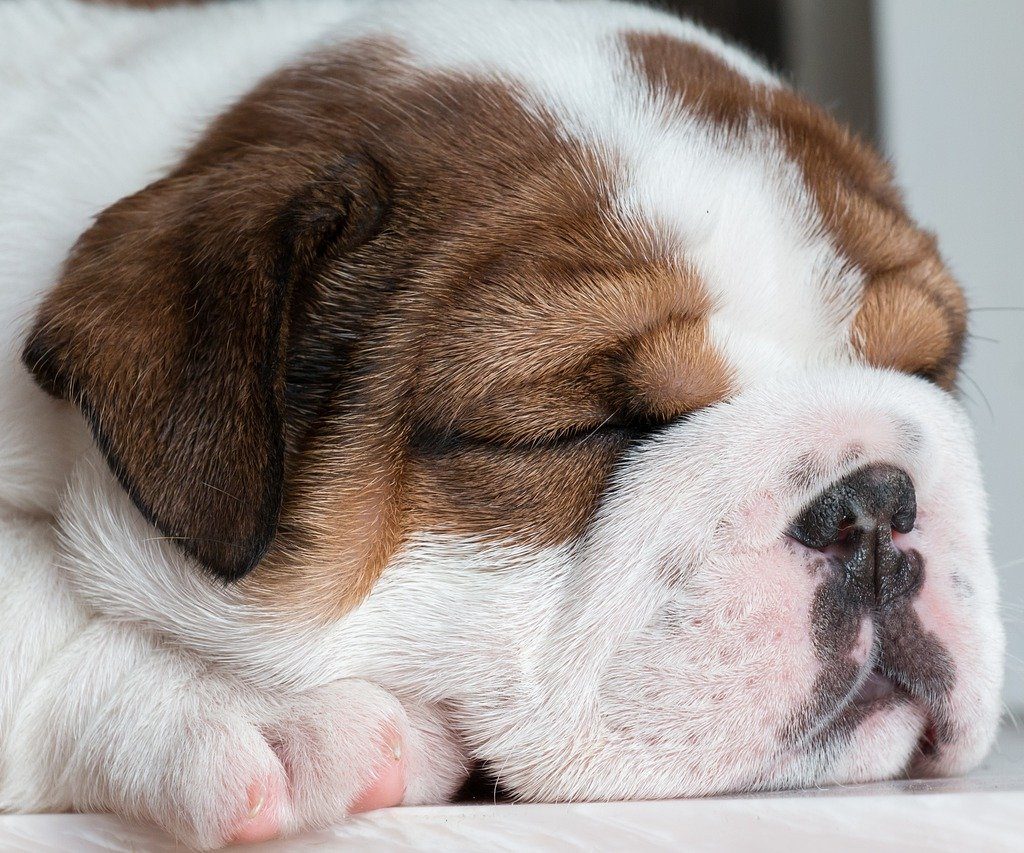 A closeup of an adorable sleeping English bulldog puppy.