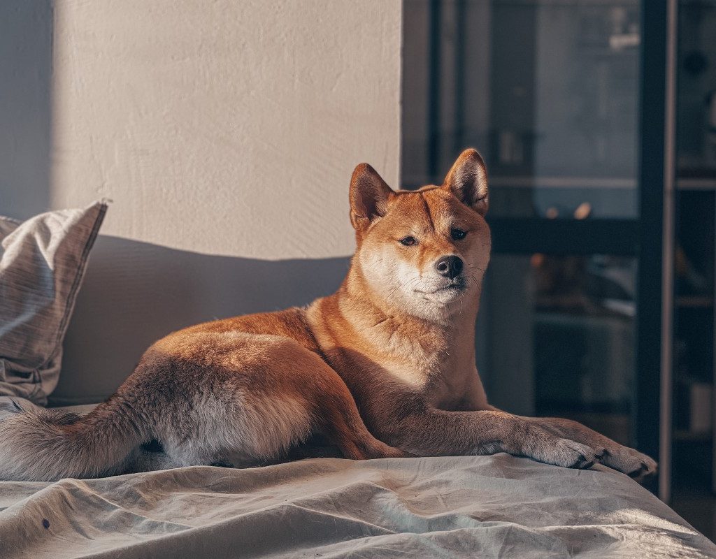 An Akita sitting on the bed