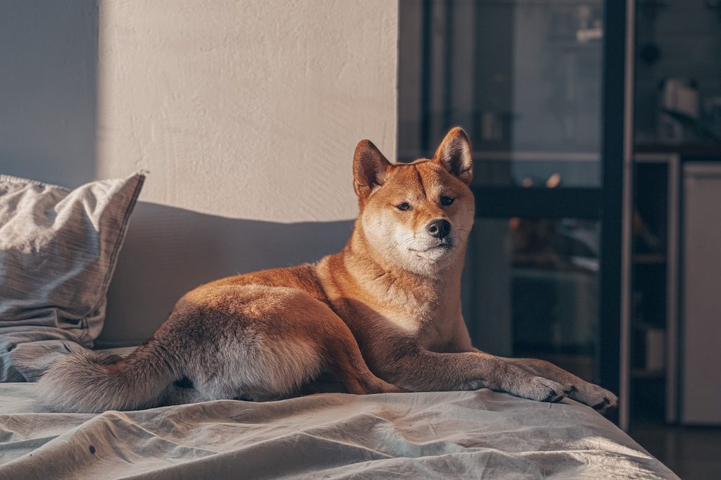 An Akita sitting on the bed
