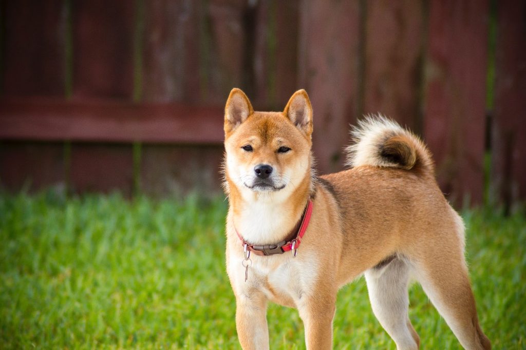 Akita with brown fur standing outside