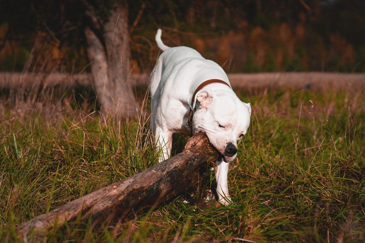 A white American bulldog drags a tree limb through a field.