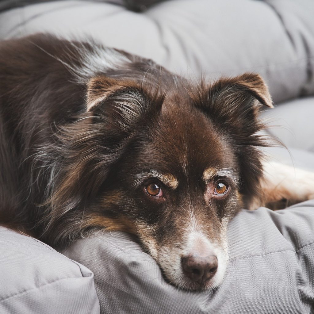 An Australian Shepherd mix rests on the couch