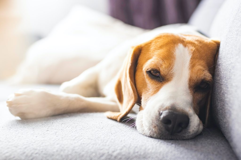 A sleepy Beagle takes a nap on a sofa
