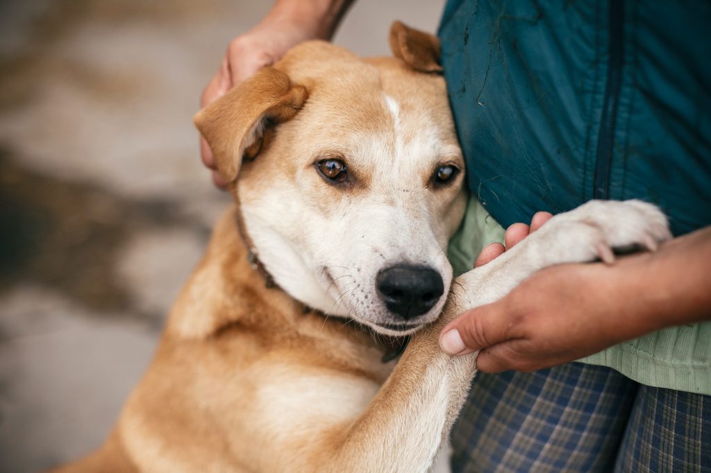 A dog cuddles into a person's side while the person holds them