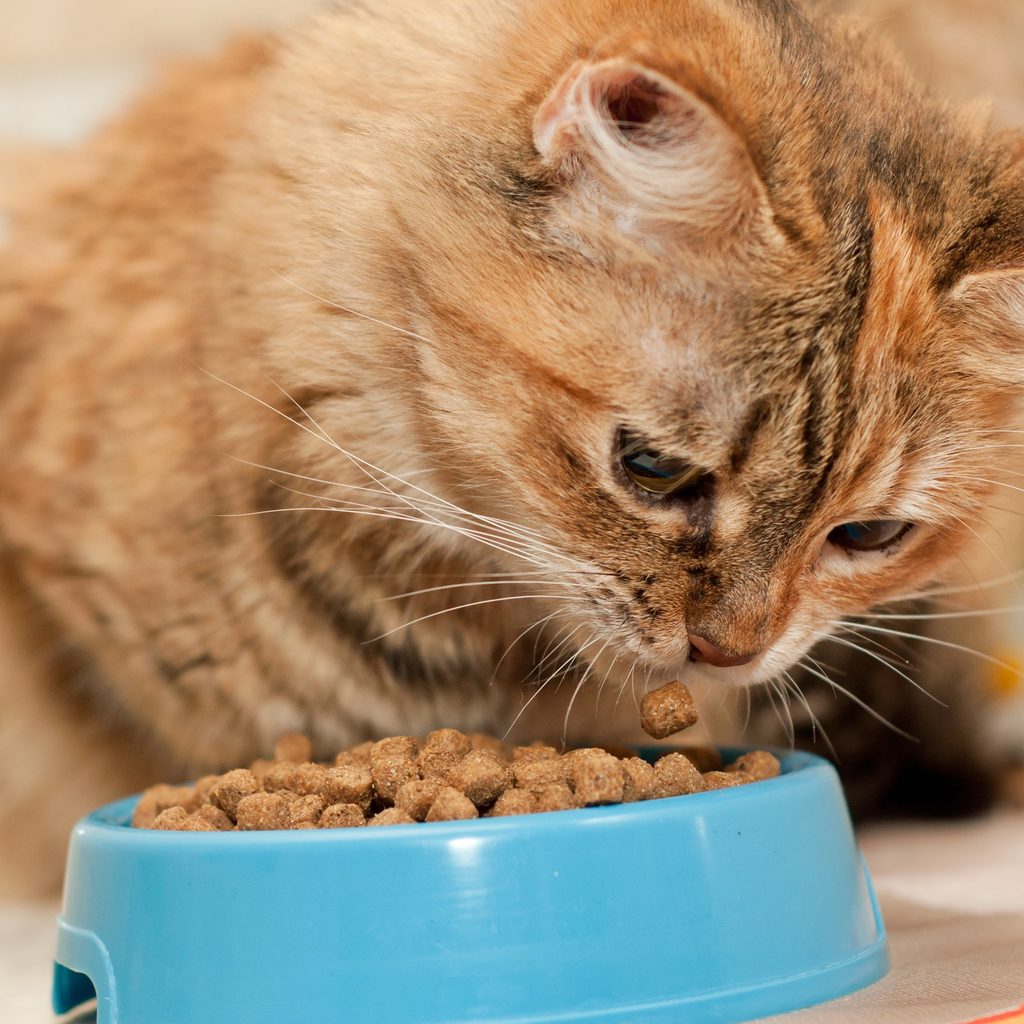 Tabby cat stares at her kibble in a bowl