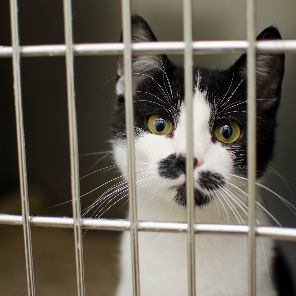 Black and white cat in a kennel