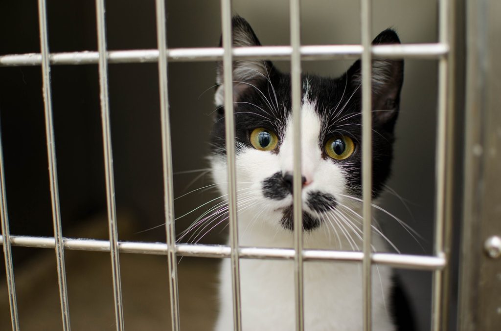 Black and white cat in a kennel