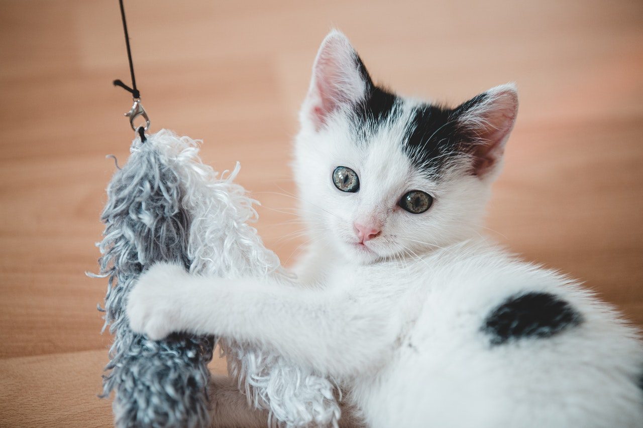 A black and white kitten plays with a feathered toy.