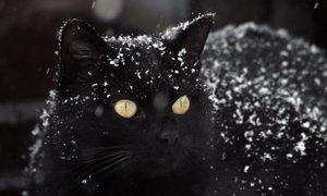 A black cat with a dusting of snow on her coat stands outside
