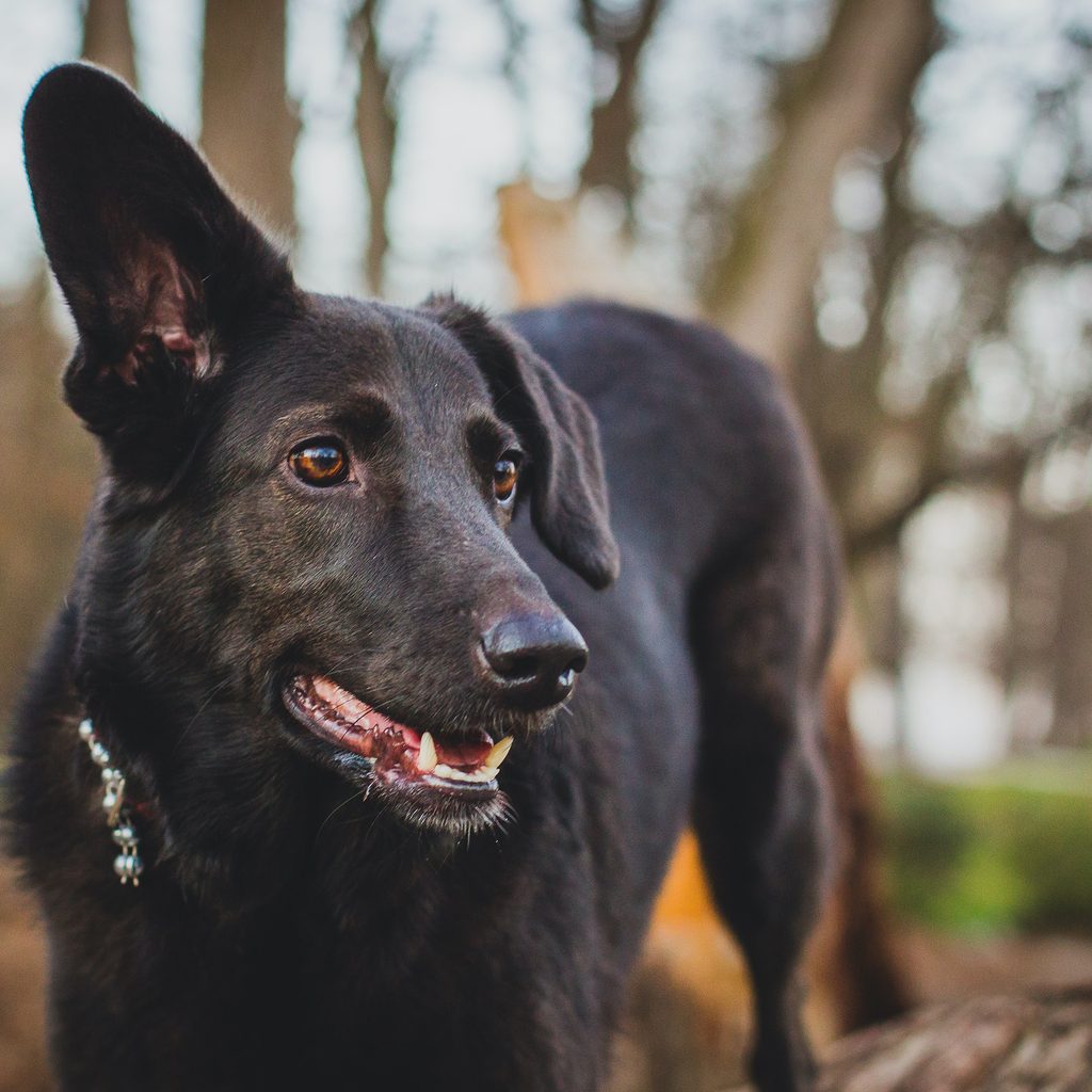 A black dog looks straight ahead with one ear standing up