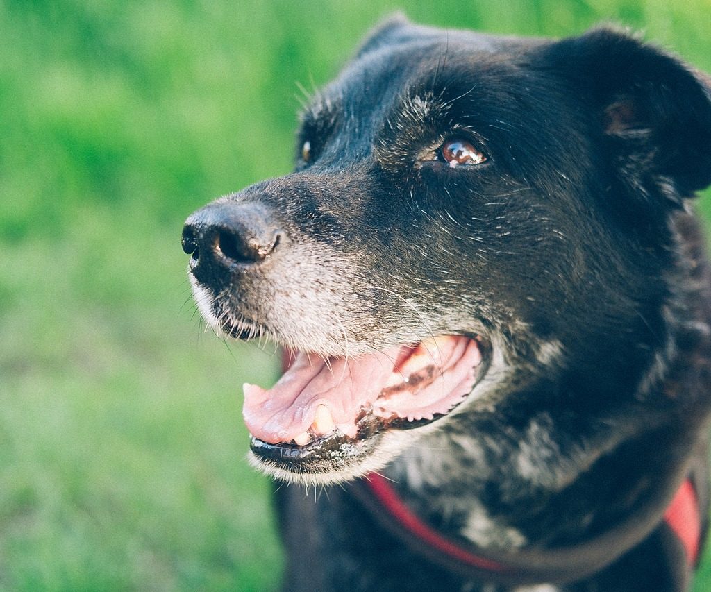 A close-up shot of a black dog with a graying muzzle and a wart on his eyelid