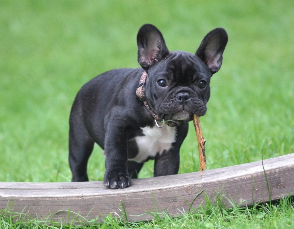 a black french bulldog outside