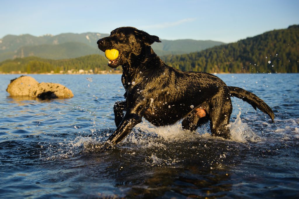 Black Labrador runs in water with a tennis ball in his mouth