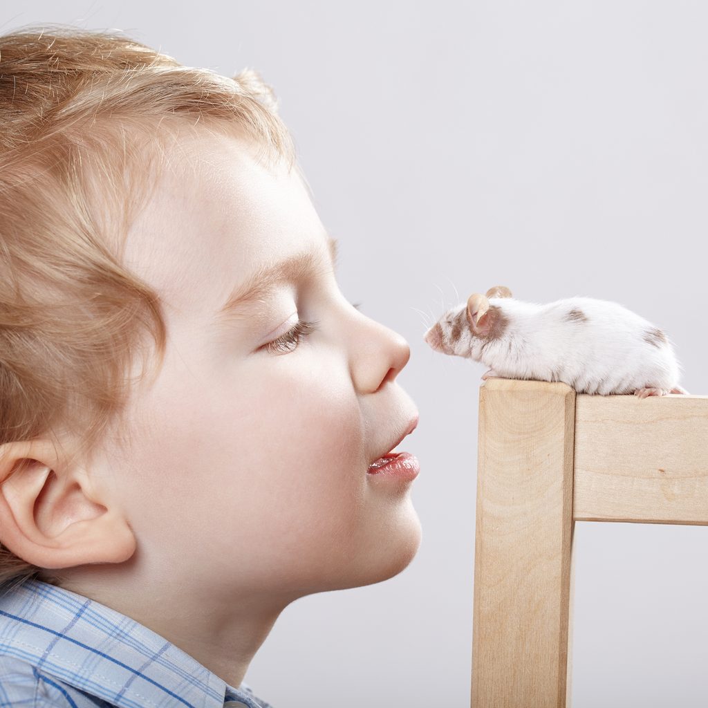 Boy gives his hamster a kiss on the nose while it sits on a chair