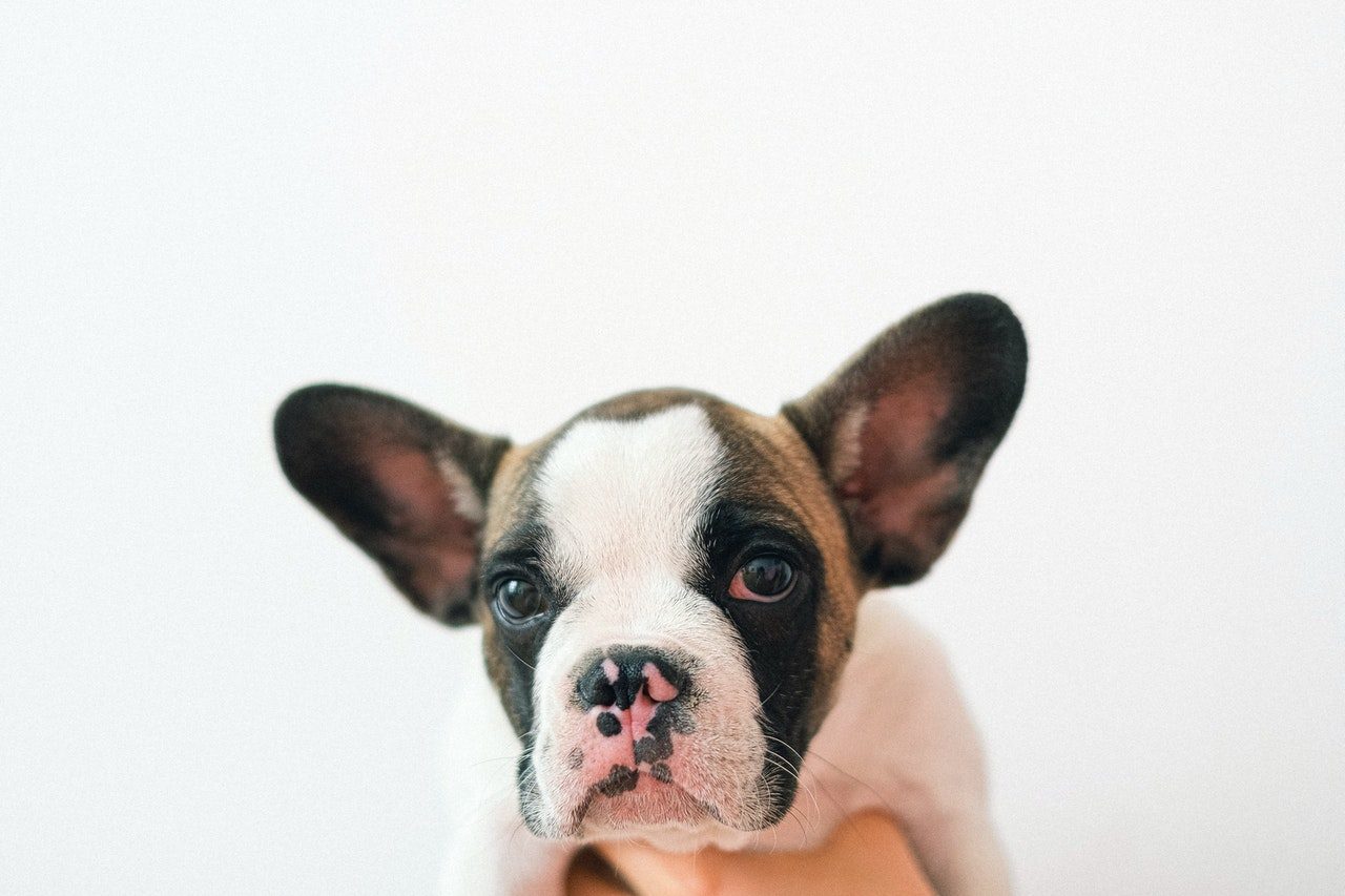 A person holding a brown and white French Bulldog puppy up against a white background.