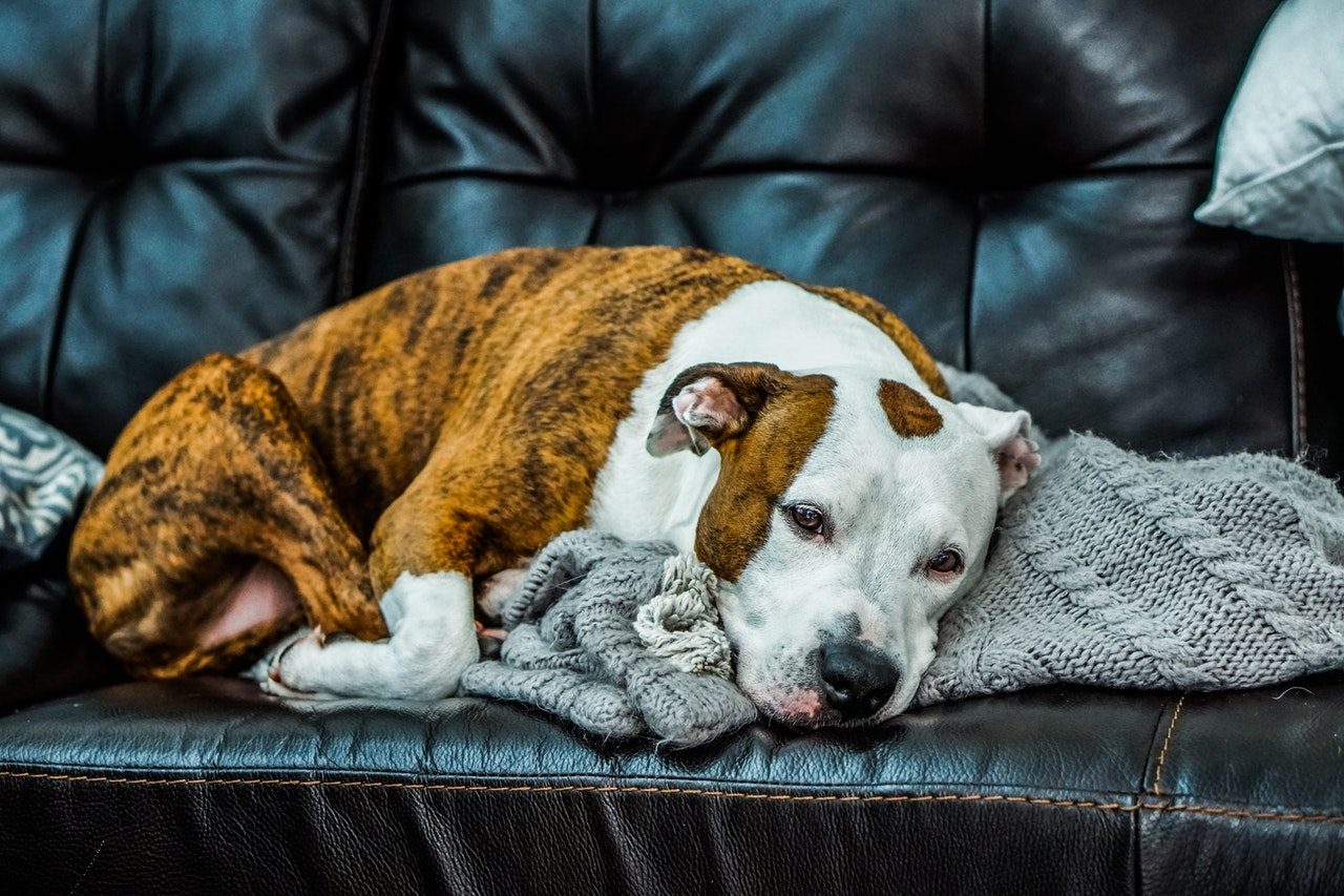 A brown and white pit bull snuggles a gray blanket on a leather sofa.