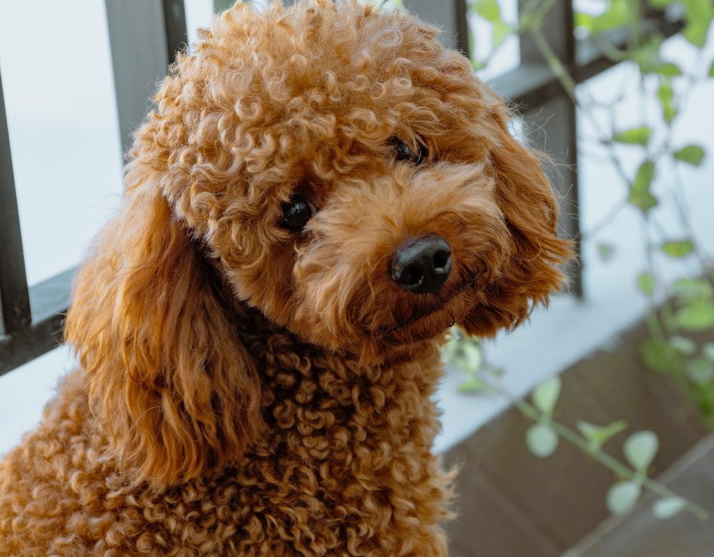 a brown poodle sitting by the window