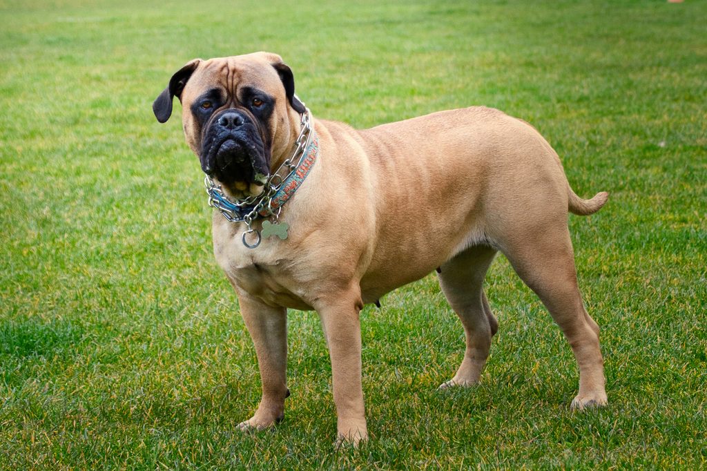 A bullmastiff stands on a green lawn