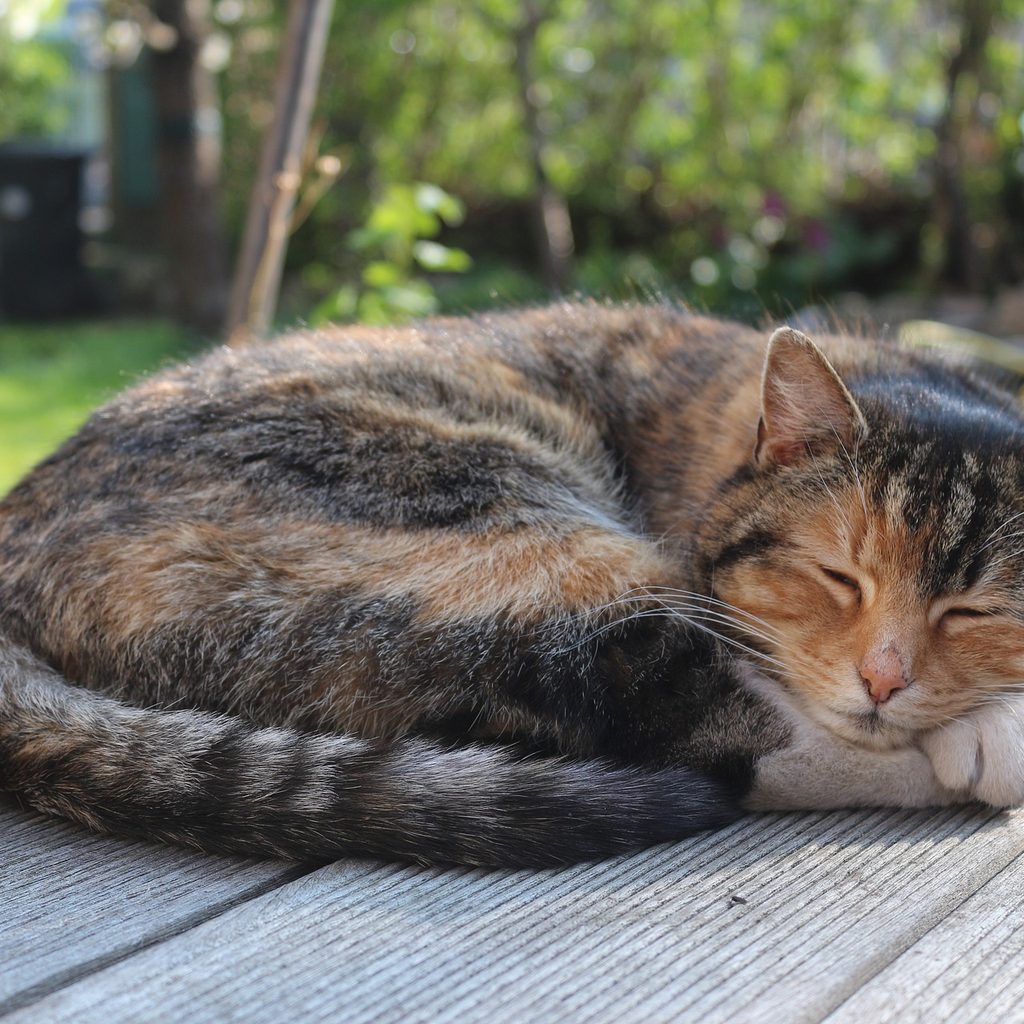 Calico cat sleeping on a porch curled up