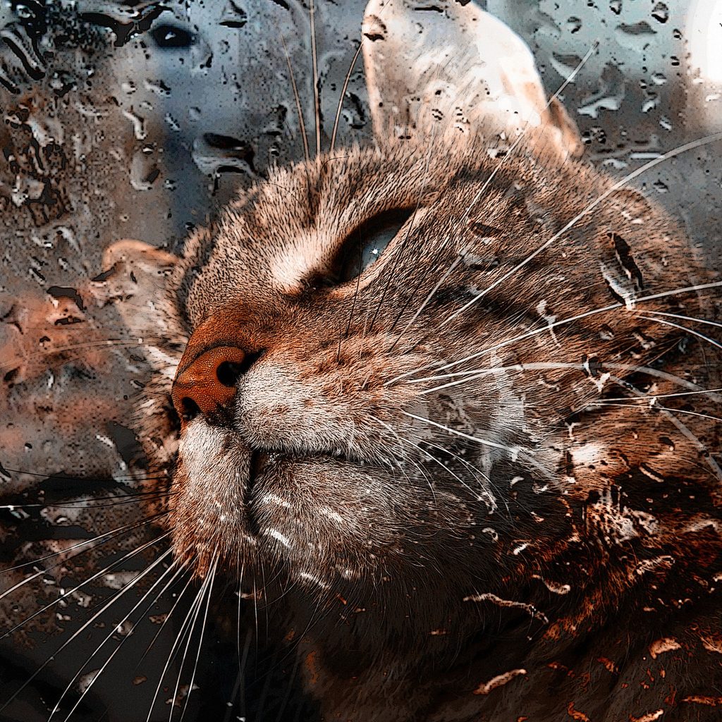 Cat looking out through a window covered in rain