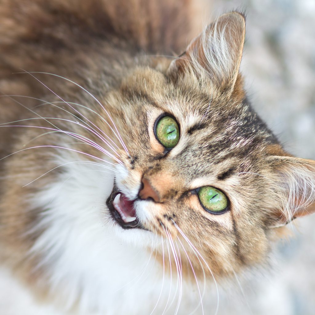 Cat looks up at camera with mouth open