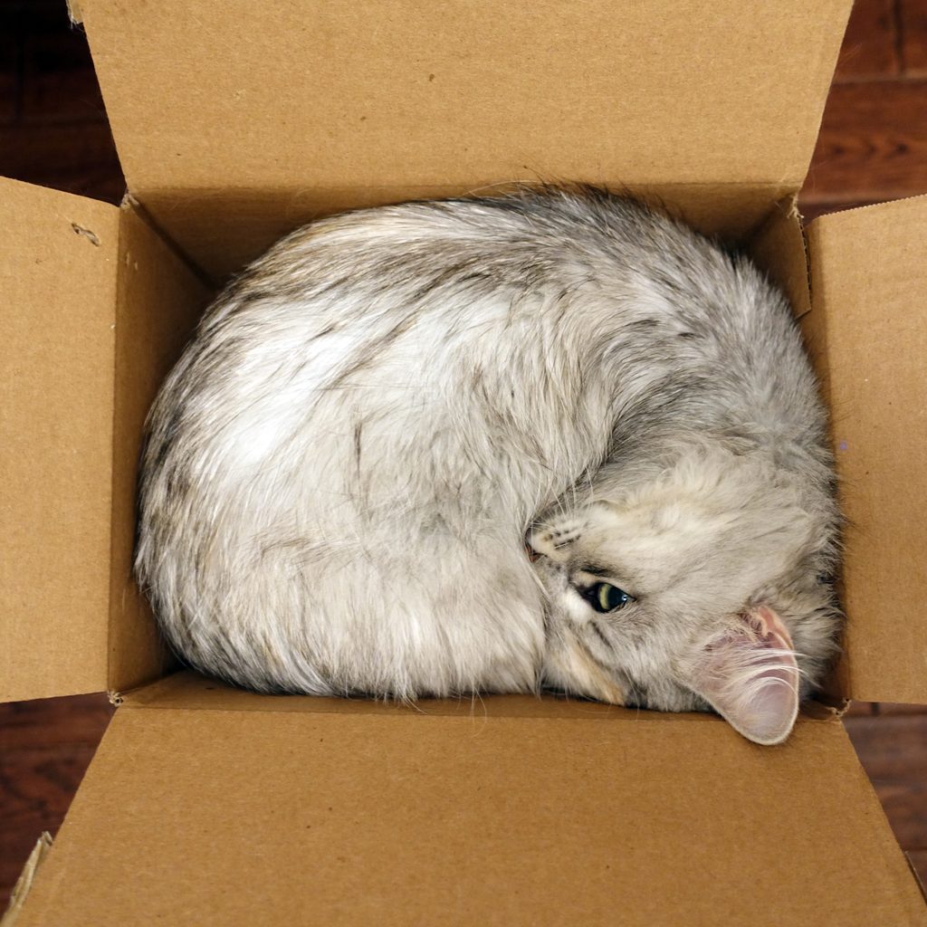 cat sleeping in box