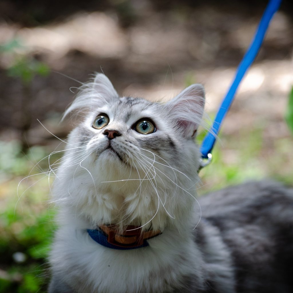 Grey longhair cat being walked on a leash