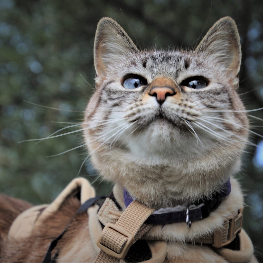 Cat outside wearing a harness