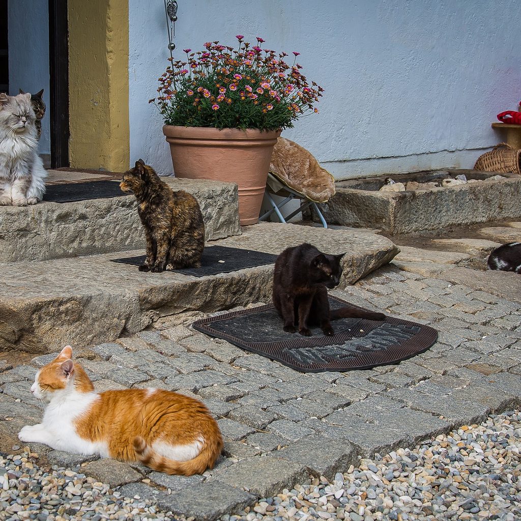 Six cats relaxing on sunny stone steps