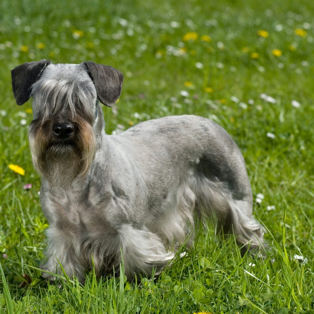 Cesky terrier standing in a flower meadow