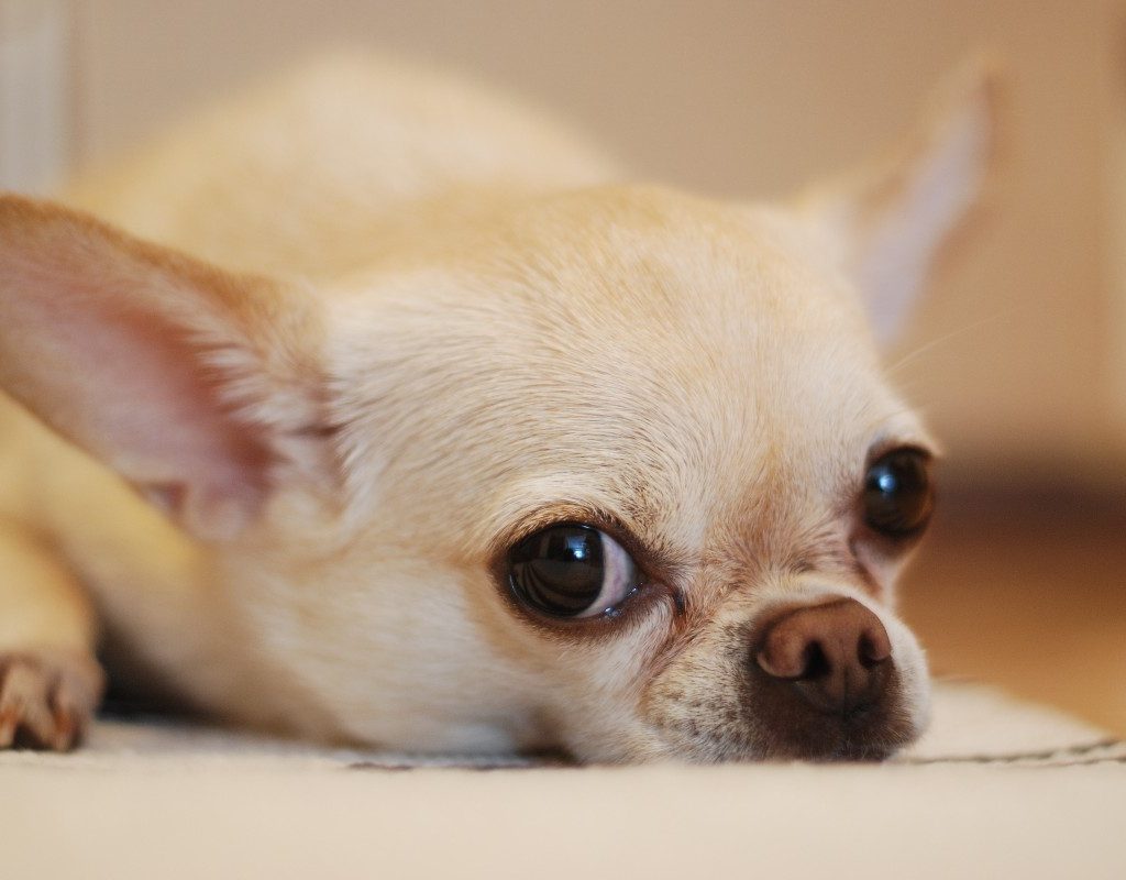 a chihuahua on the floor