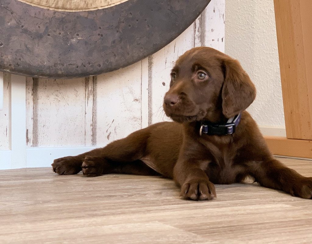 chocolate lab puppy sitting on floor