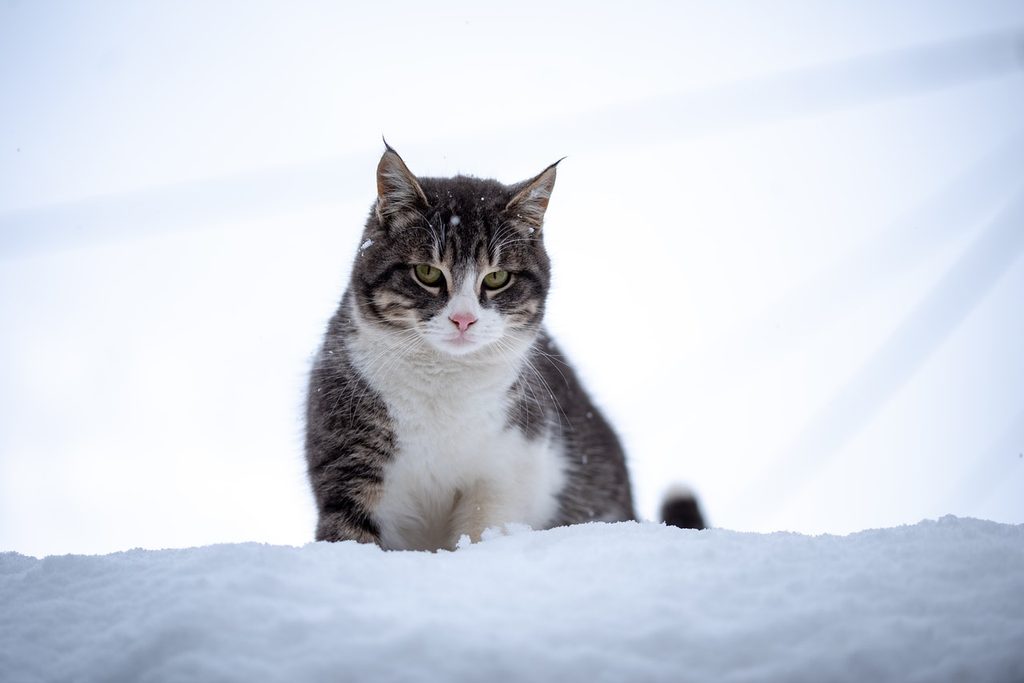 A chubby tabby cat with tufted ears stands on a snow bank.