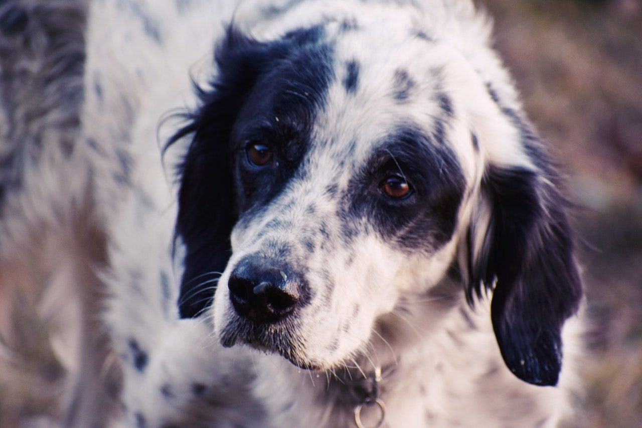 A closeup of a black and white dog.