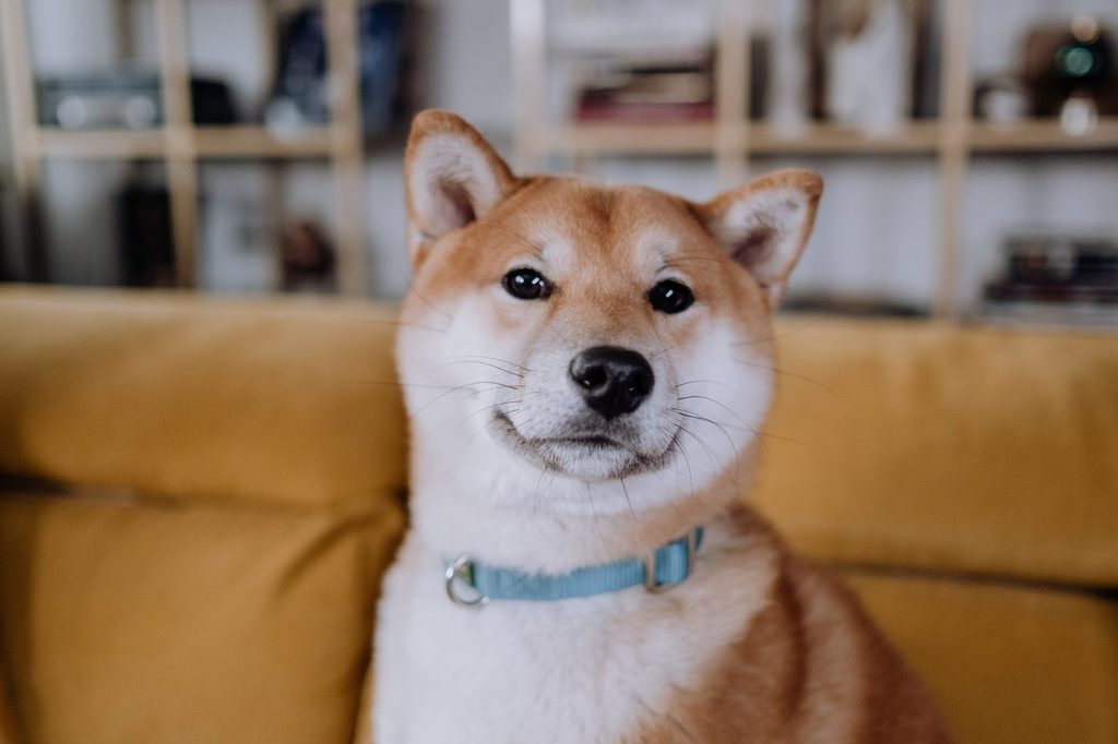 A closeup shot of a Shiba Inu sitting on a sofa.
